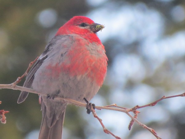 Pine Grosbeaks in the Backyard