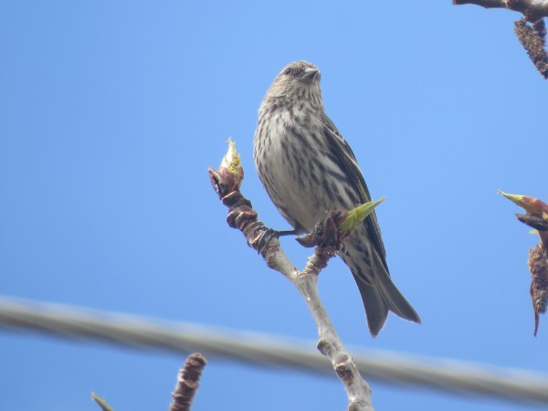 Birding and Errands (but mostly birding)