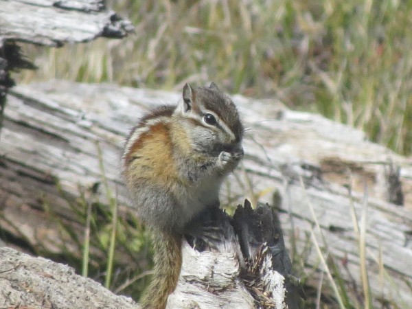 Chipmunks, Chickadees, Chiming Bells (and hummingbirds)