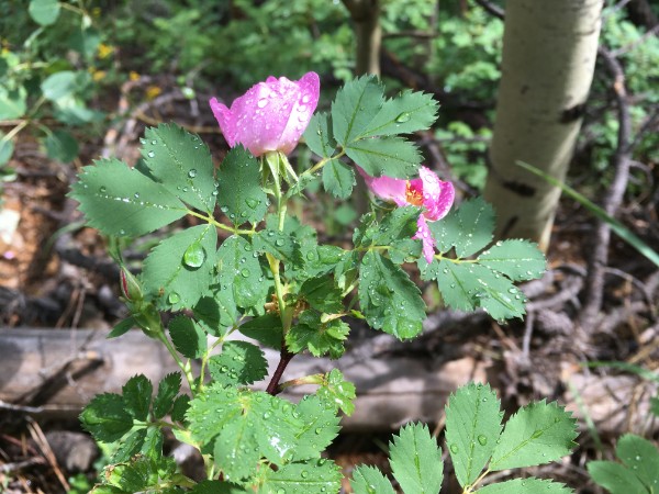 roses in rain