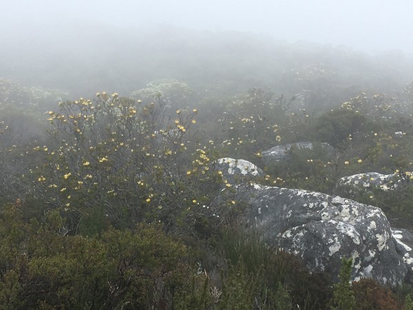 fog sound bank