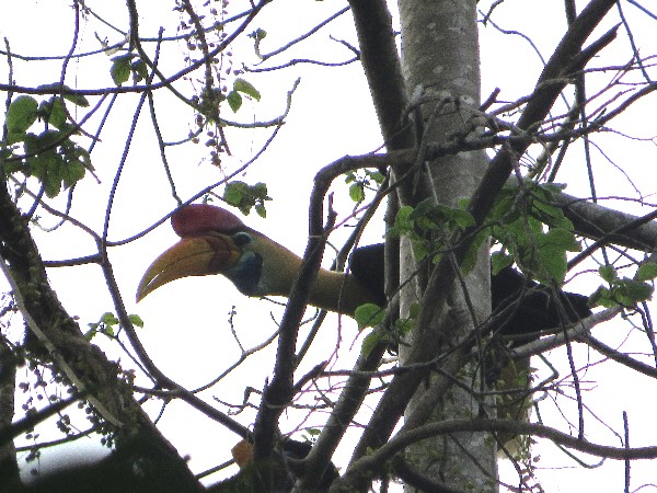 knobbed hornbills overhead