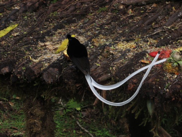 ribbon-tailed astrapia