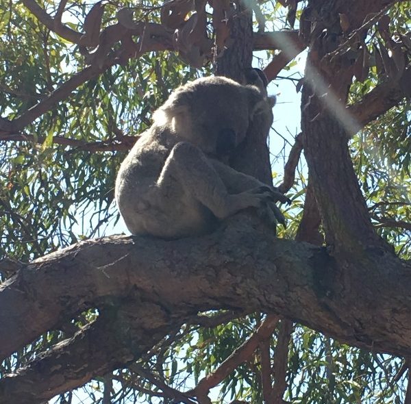 Magnetic Island Koala