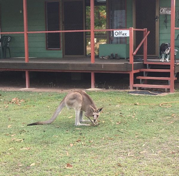 farmstay vs. caravan park