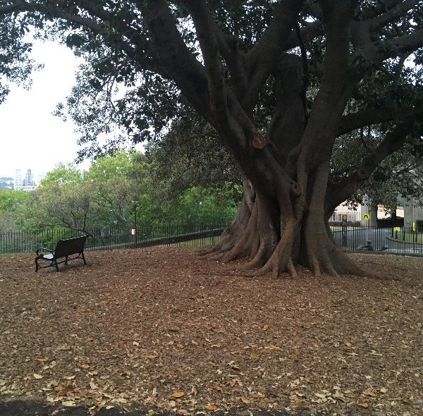 city trees