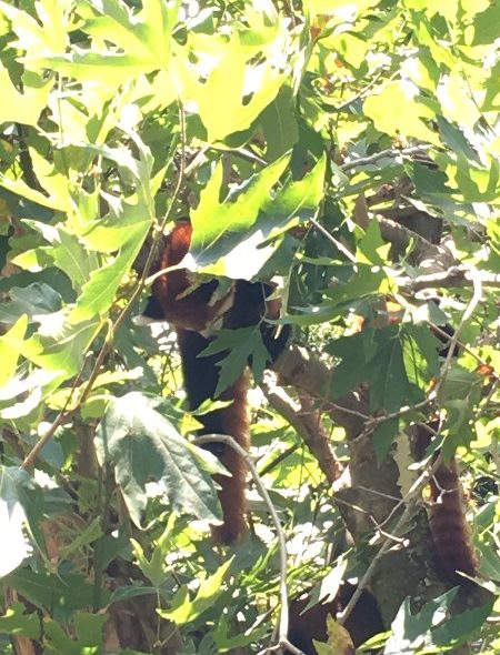 red panda in the sprinkler