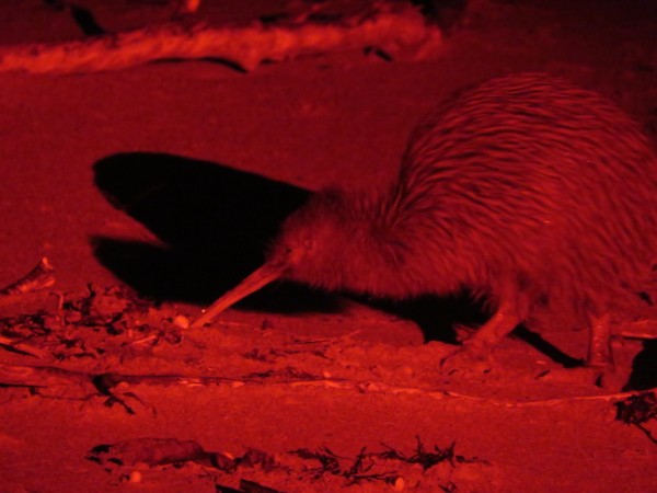 Weka with a Walking Stick