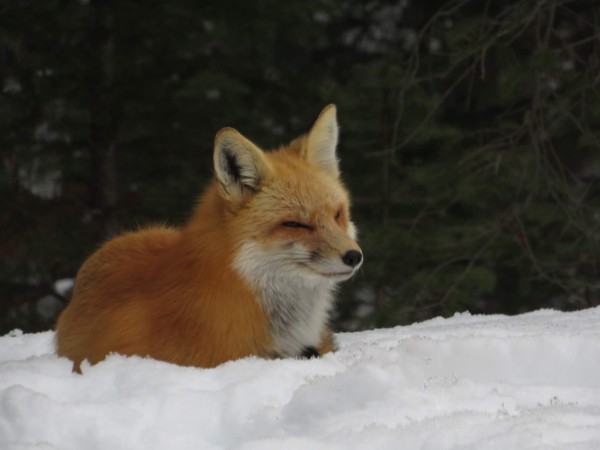 Roxy the Red Fox