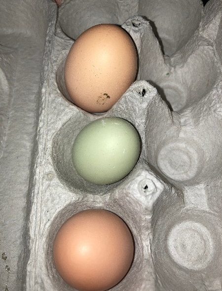 morning eggs