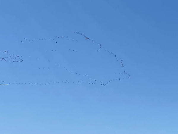 migrating snow geese